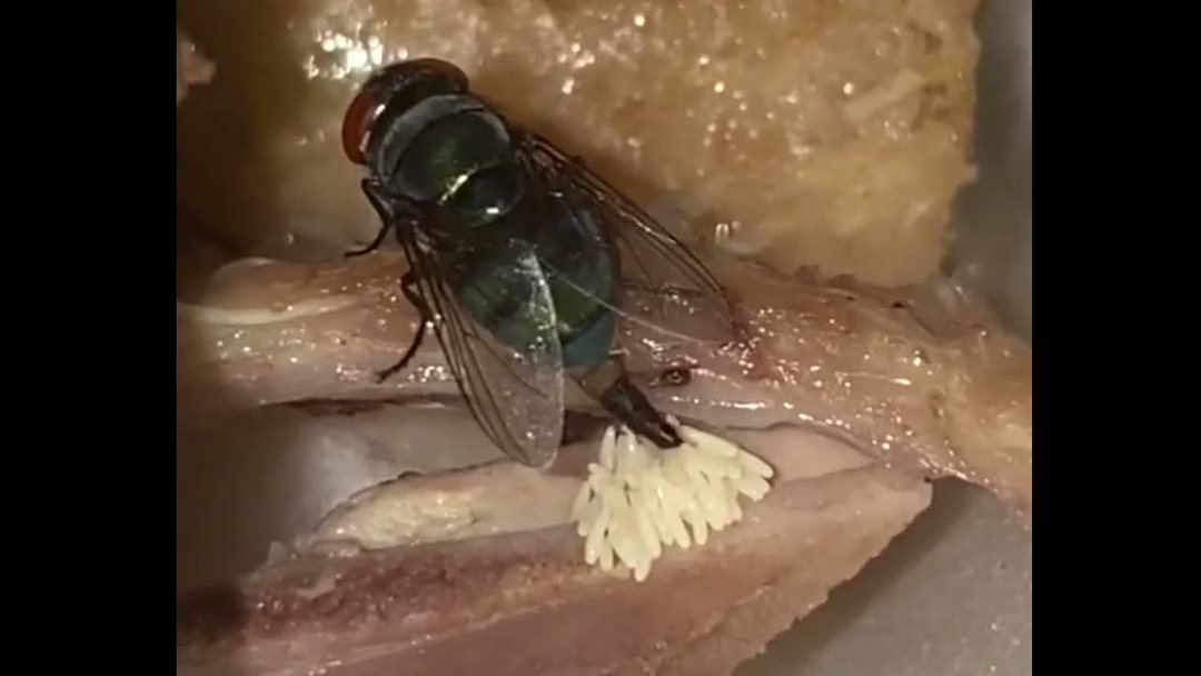 Sự sinh trưởng chóng mặt của ruồi