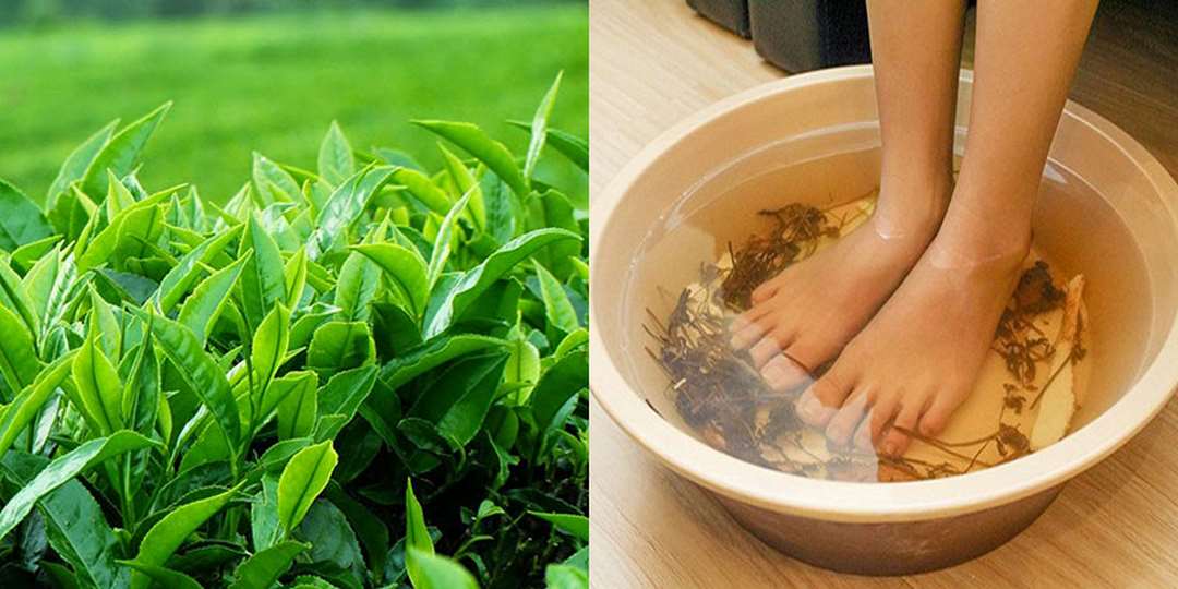 Cách chữa hôi chân tại nhà với lá trà xanh